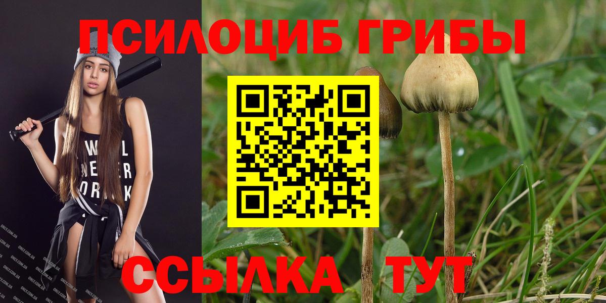 Псилоцибиновые грибы Psilocybe Лесной